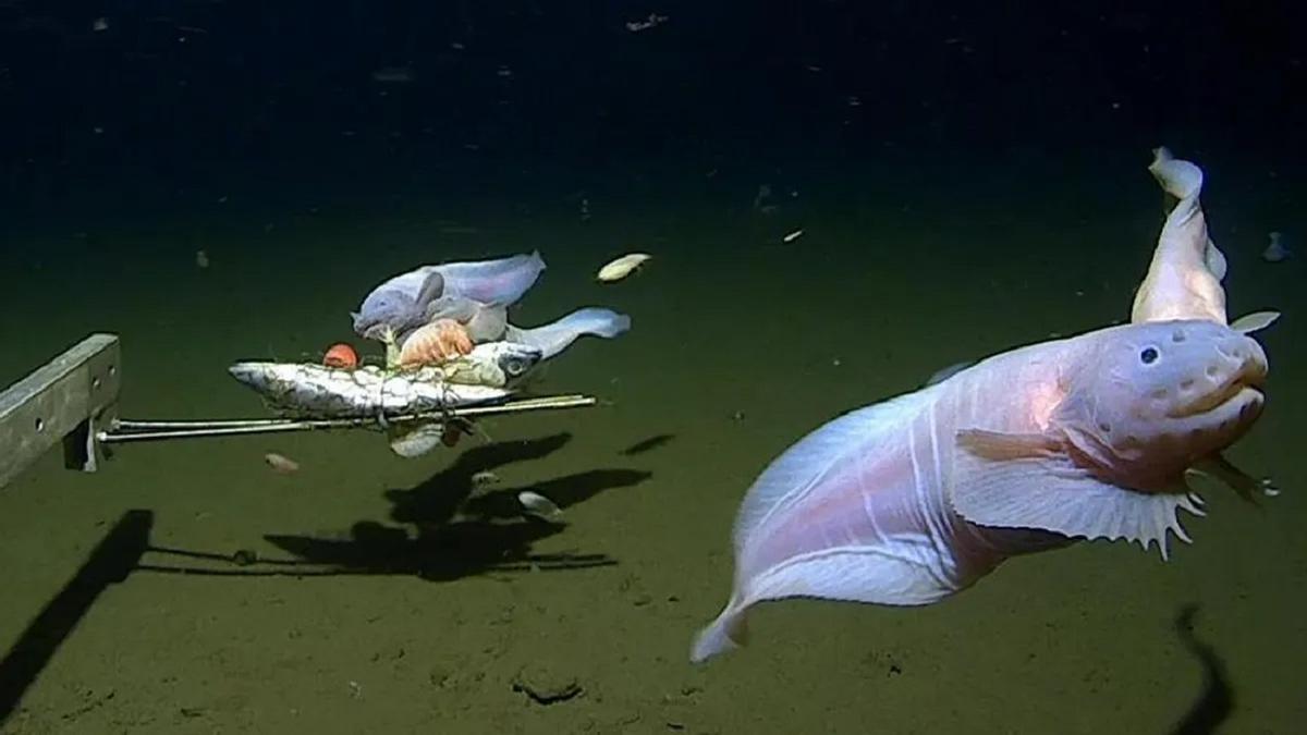 Ils parviennent à enregistrer le poisson qui vit au plus profond de la planète