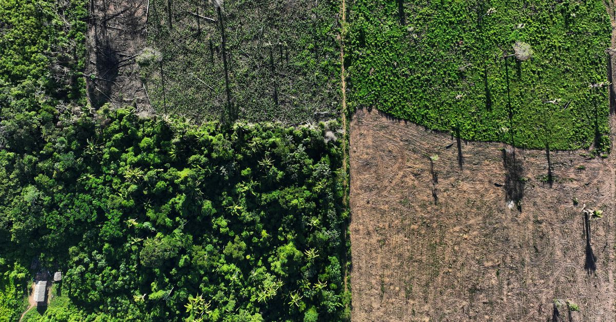 Les législateurs européens soutiennent l'interdiction des biens liés à la déforestation