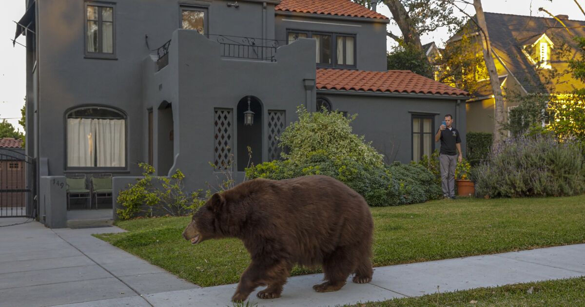 Les ours de Californie ont encore plus faim que d'habitude ce printemps