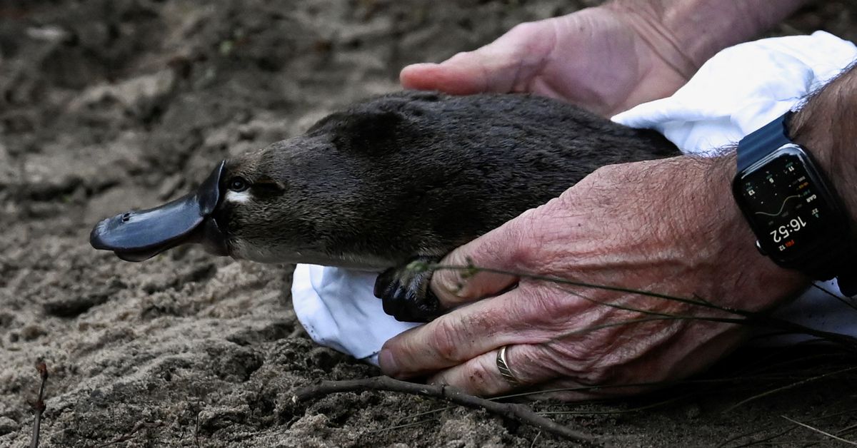 Platypus revient au parc national australien pour la première fois en un demi-siècle