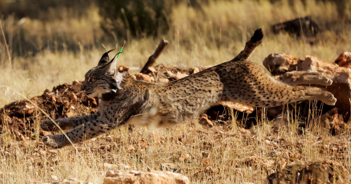 L'élevage en captivité aide la population de lynx ibérique en voie de disparition à atteindre un record