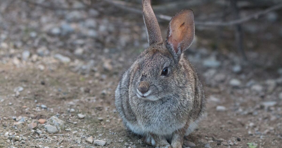 Une opération de sauvetage de lapins est lancée pour sauver les lapins de la montée des eaux