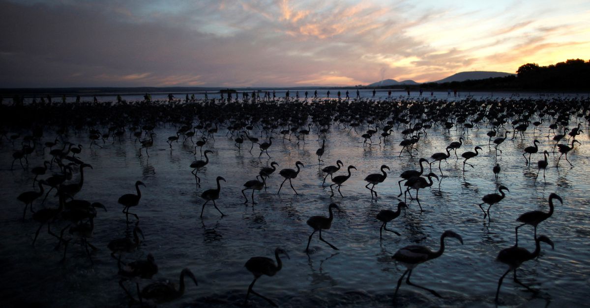 Les législateurs européens font pression pour un accord sur la nature après le départ du plus grand groupe