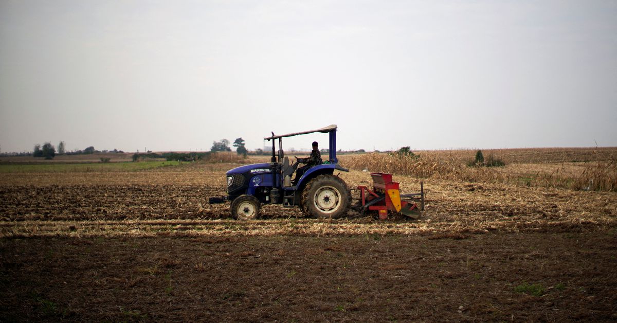 Les producteurs de blé chinois font face à une «catastrophe» après de fortes pluies sur la récolte