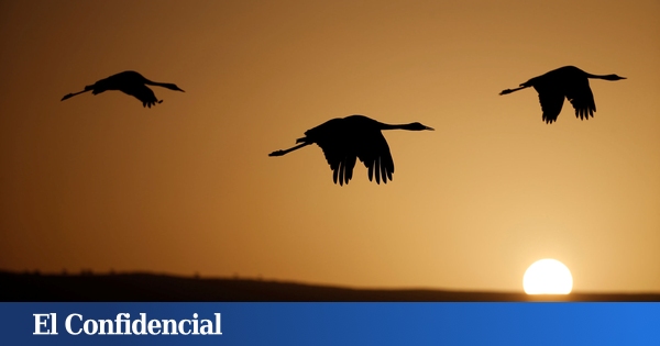 Vanneaux en août et hirondelles en décembre : pourquoi les oiseaux arrêtent-ils de migrer ?