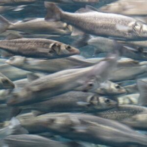 ZONES MARINAS PROTÉGÉES | Confirmé : les zones marines protégées augmentent la diversité et l'abondance des espèces.