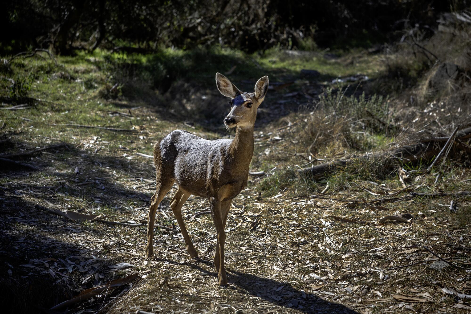 Un cerf mulet se tient dans une clairière dans une forêt.