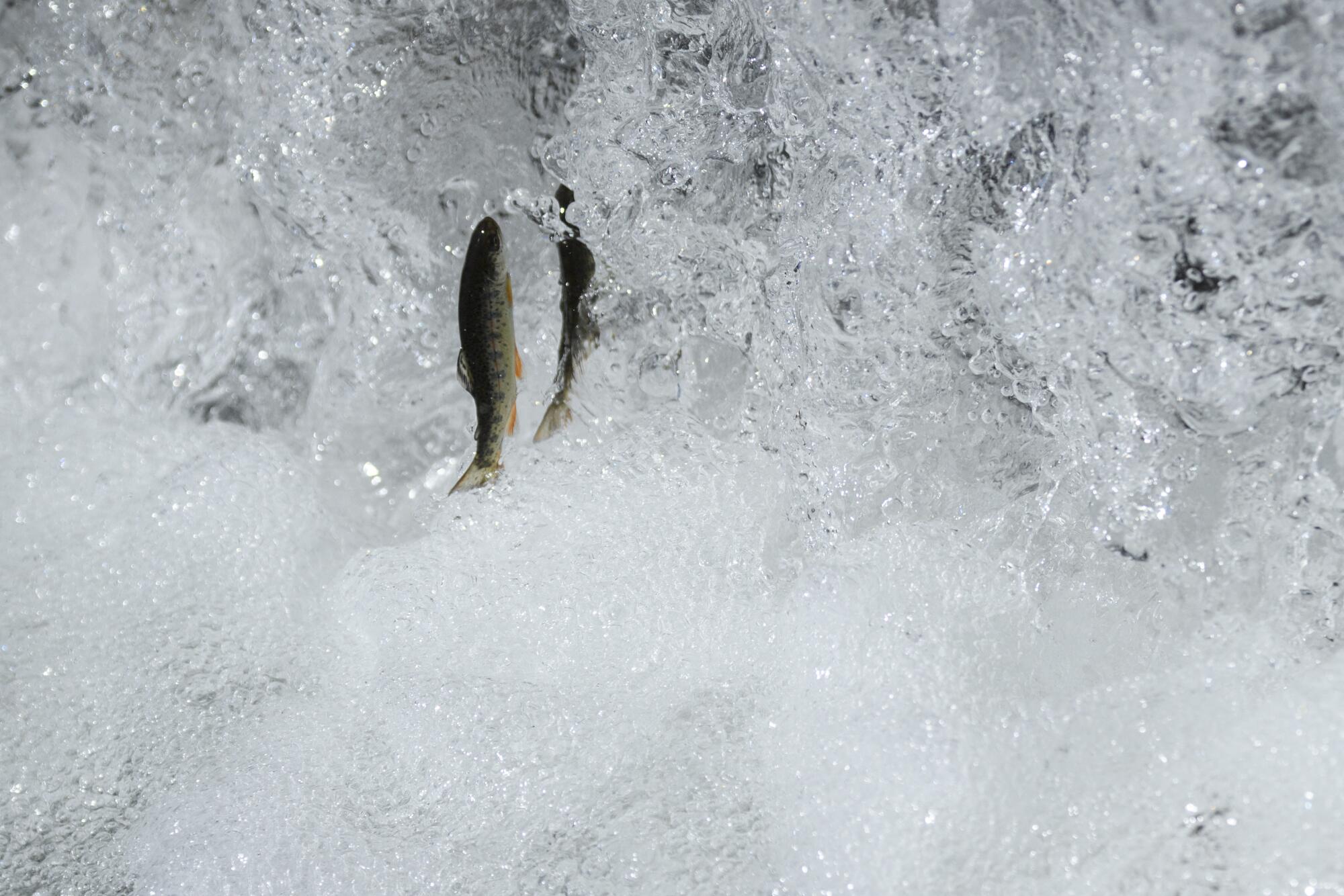 Les alevins de truite arc-en-ciel nagent dans un étang de raceway.