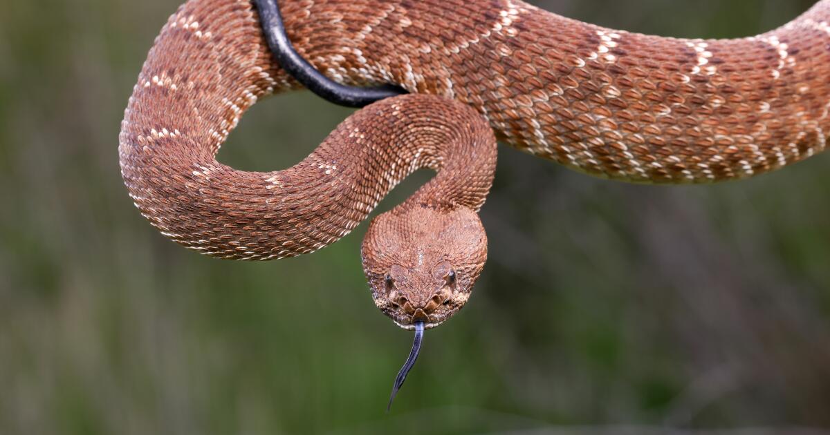 Les serpents à sonnettes de l'île de Santa Catalina ont appris qu'il vaut la peine d'être inhabituellement agressif