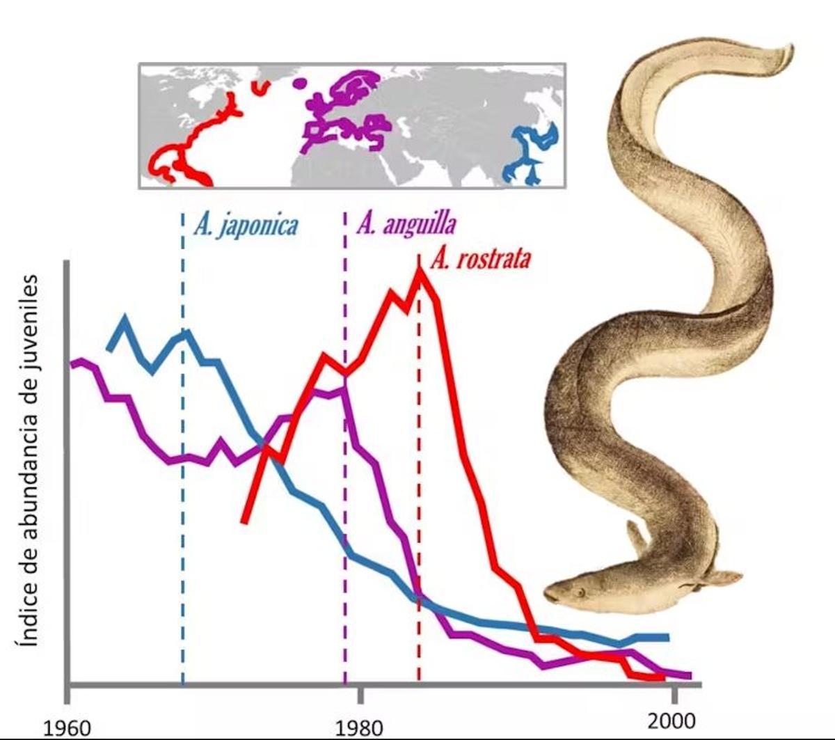 Évolution 1960 2000 de l'indice d'abondance des juvéniles des trois espèces d'anguilles les plus exploitées et les espèces japonaises