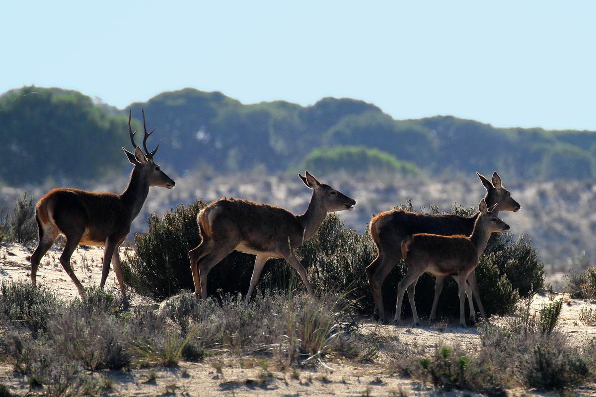 Faune de Doñana