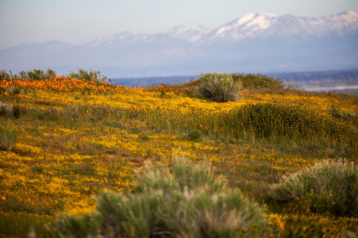 Des fleurs orange et jaune recouvrent le flanc d'une colline dans une réserve de pavot de Lancaster. 
