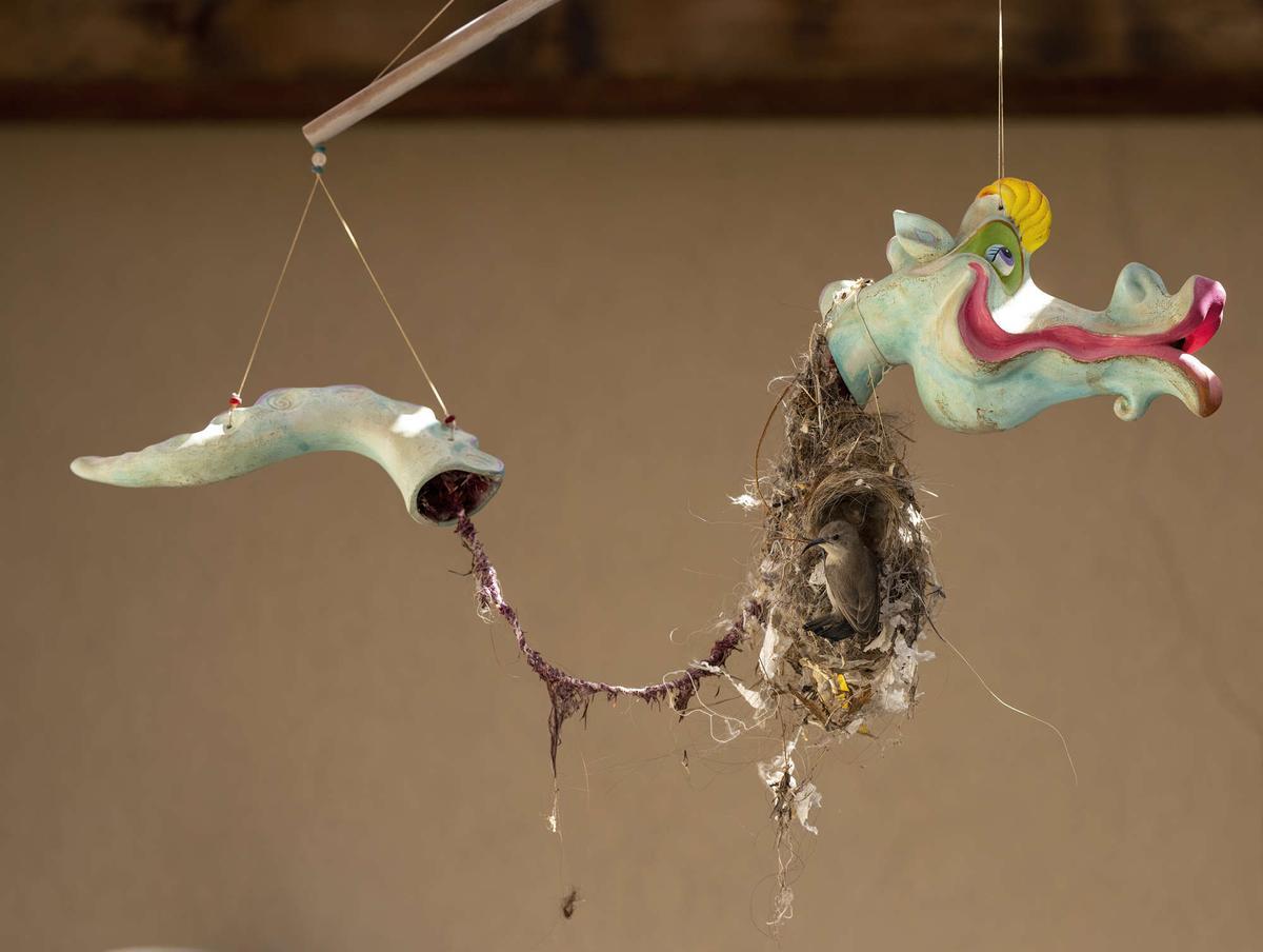'Nido de dragon'.