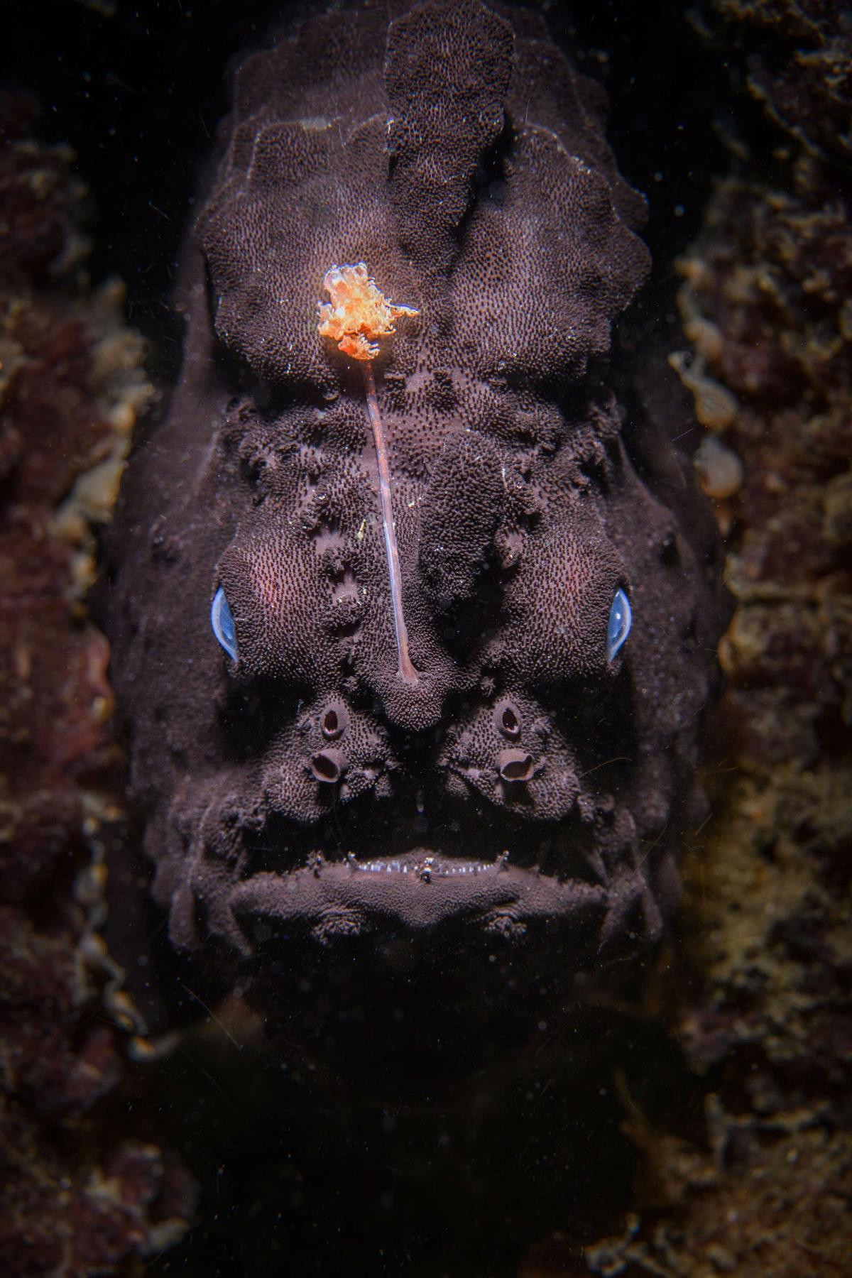 'Pez enfadado'.