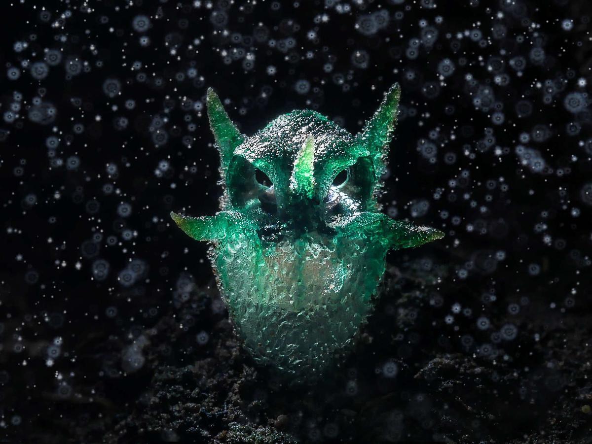 'Planta qui parece un búho'.