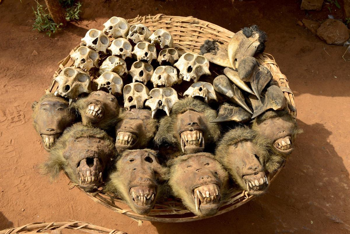 « Sacrificio vudu ».