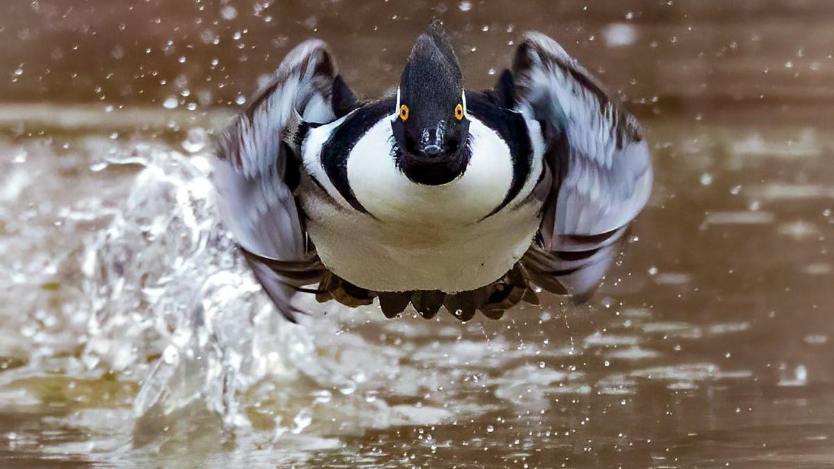 PHOTOS NATURELLES |  Ce sont les meilleures photos de la nature de cet an