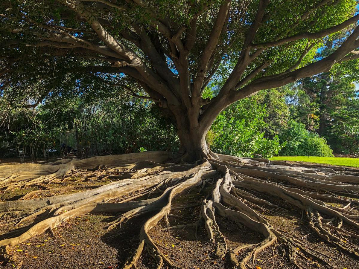 Arbre avec partie de votre système raticulaire en surface.