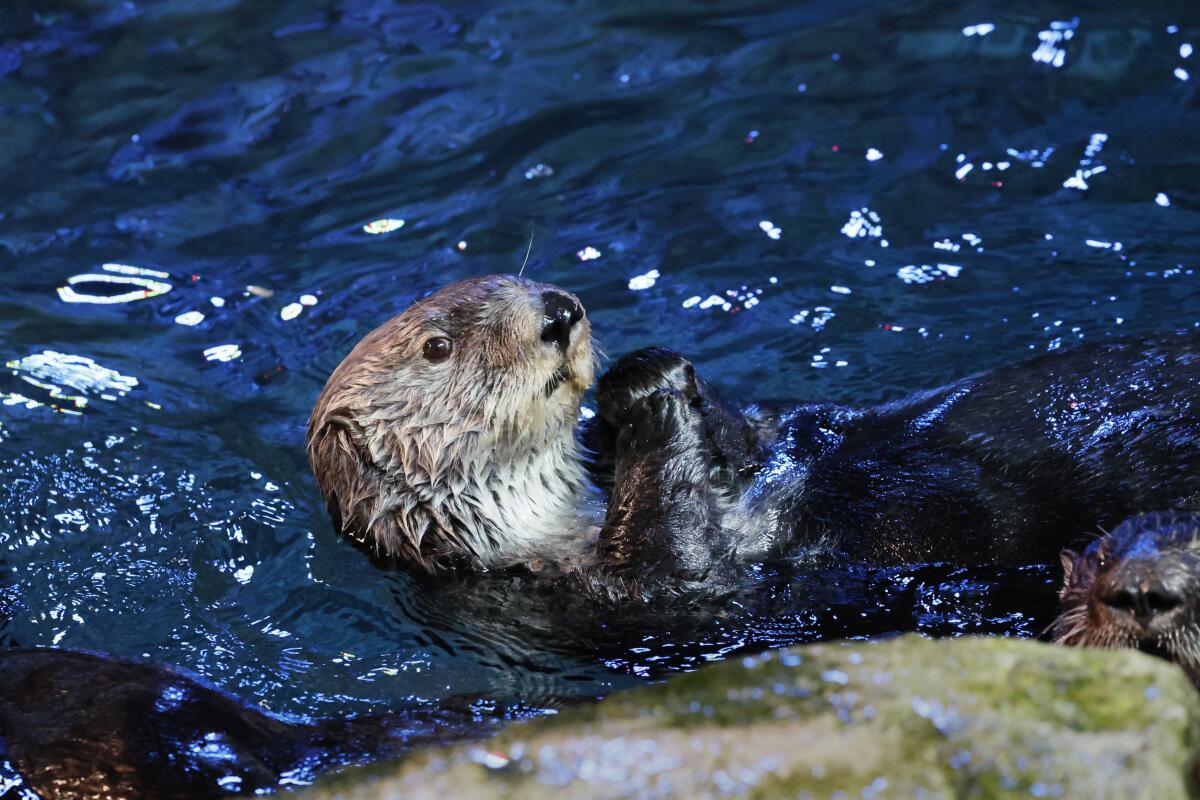 Une loutre de mer joue à l'intérieur de l'habitat de la loutre de mer à l'Aquarium du Pacifique à Long Beach.
