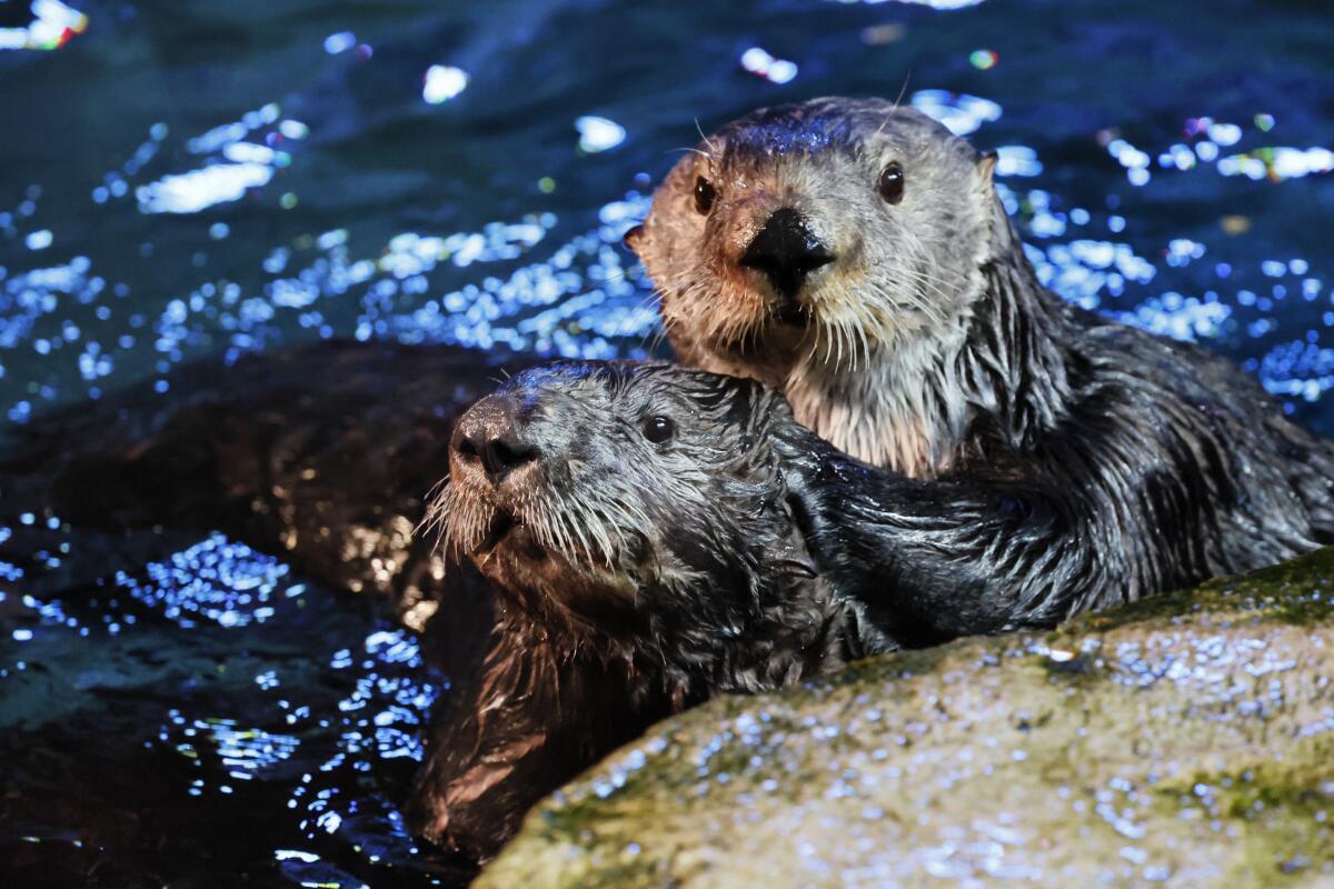 Deux loutres de mer non relâchables jouent à l'intérieur de l'habitat des loutres de mer.