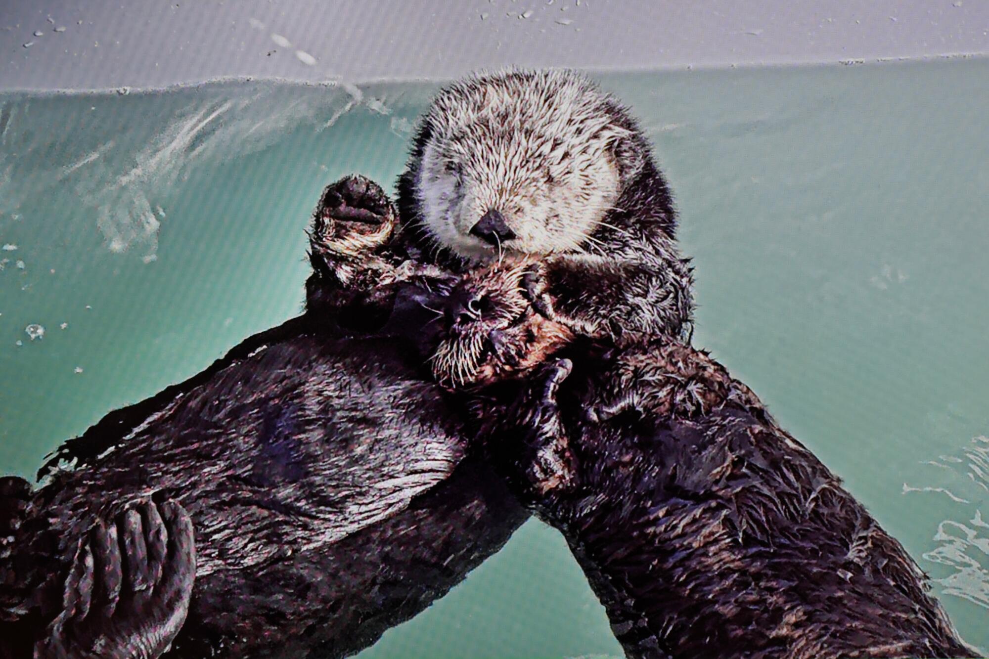 Une photo prise sur un écran de télévision d'un bébé loutre de 4 mois, nommé 968, à droite, avec Millie dans un habitat spécial pour les loutres de mer.