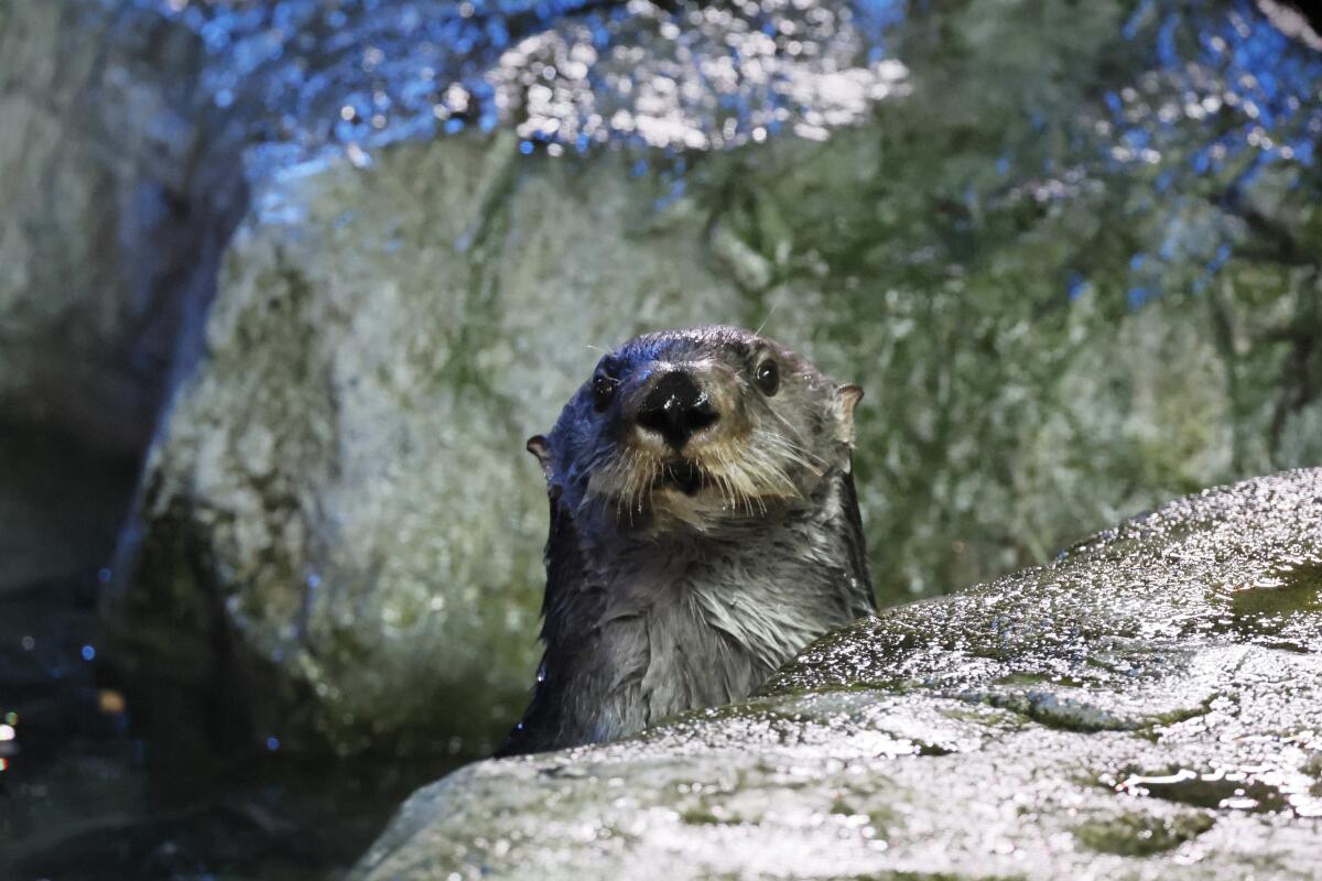 Une loutre de mer regarde curieusement un visiteur d'aquarium