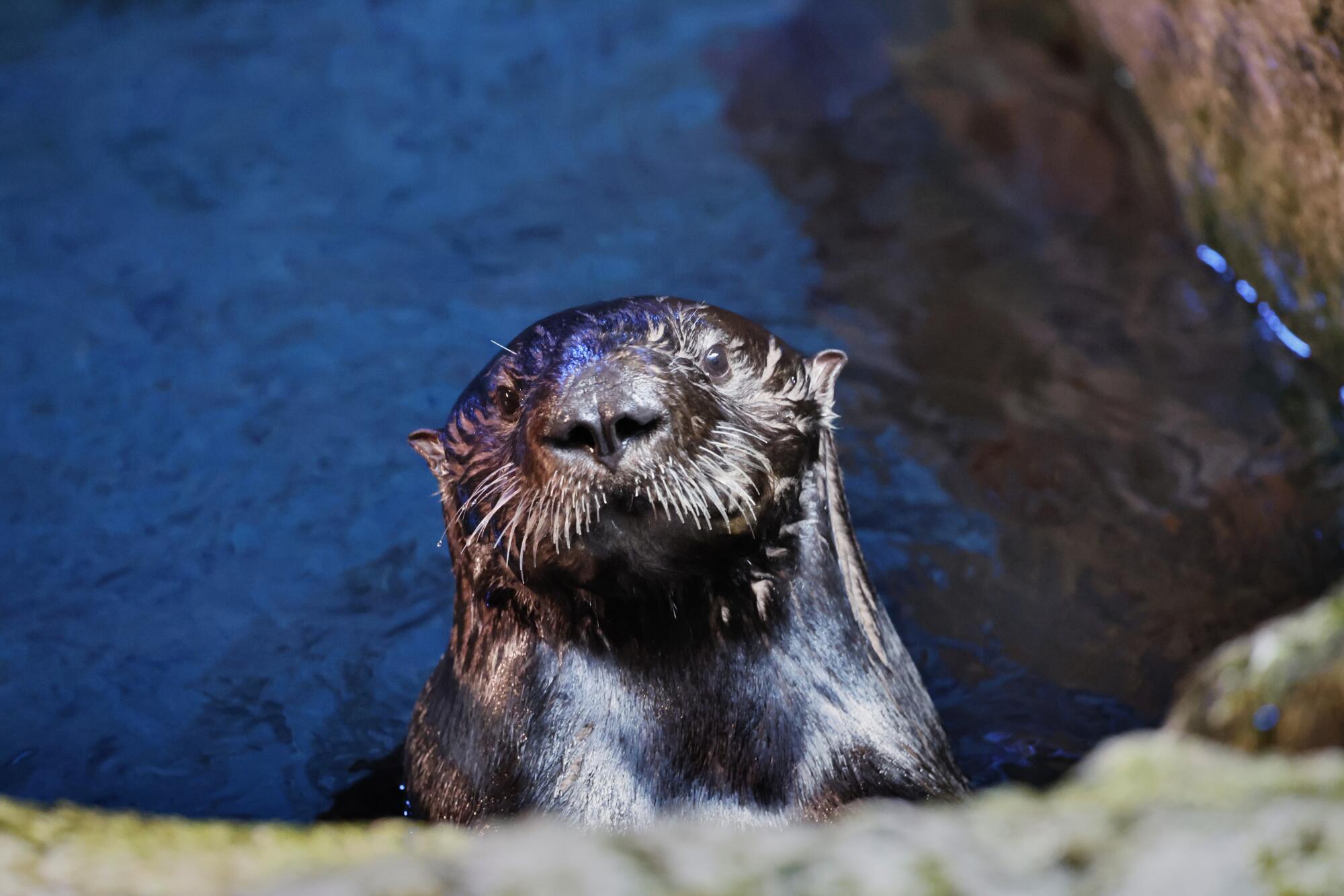 Une loutre regarde curieusement les visiteurs à l'intérieur de l'habitat de la loutre de mer à l'Aquarium du Pacifique à Long Beach. 