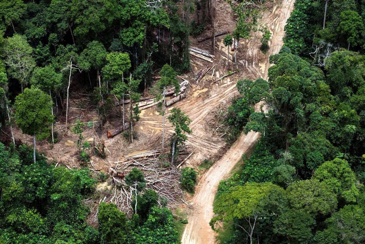 Déforestation dans une forêt de tourbières riche en carbone près de Mbandaka dans la République Démocratique du Congo.