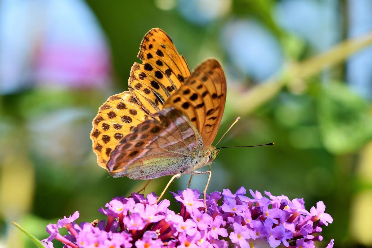 Les mariposas ont besoin des hierbas salvajes