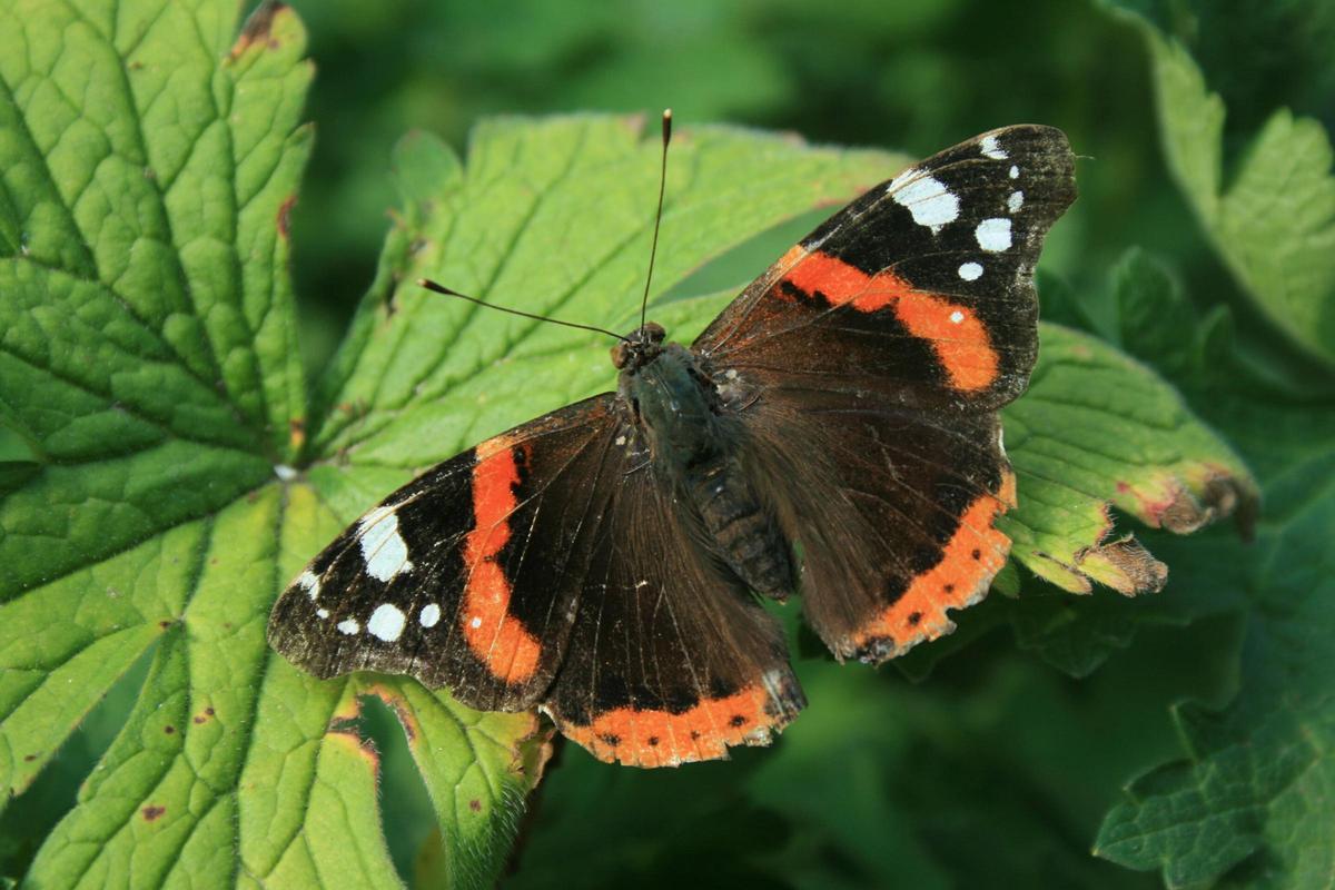 Les insectes en général sufren un fort déclin sur la planète