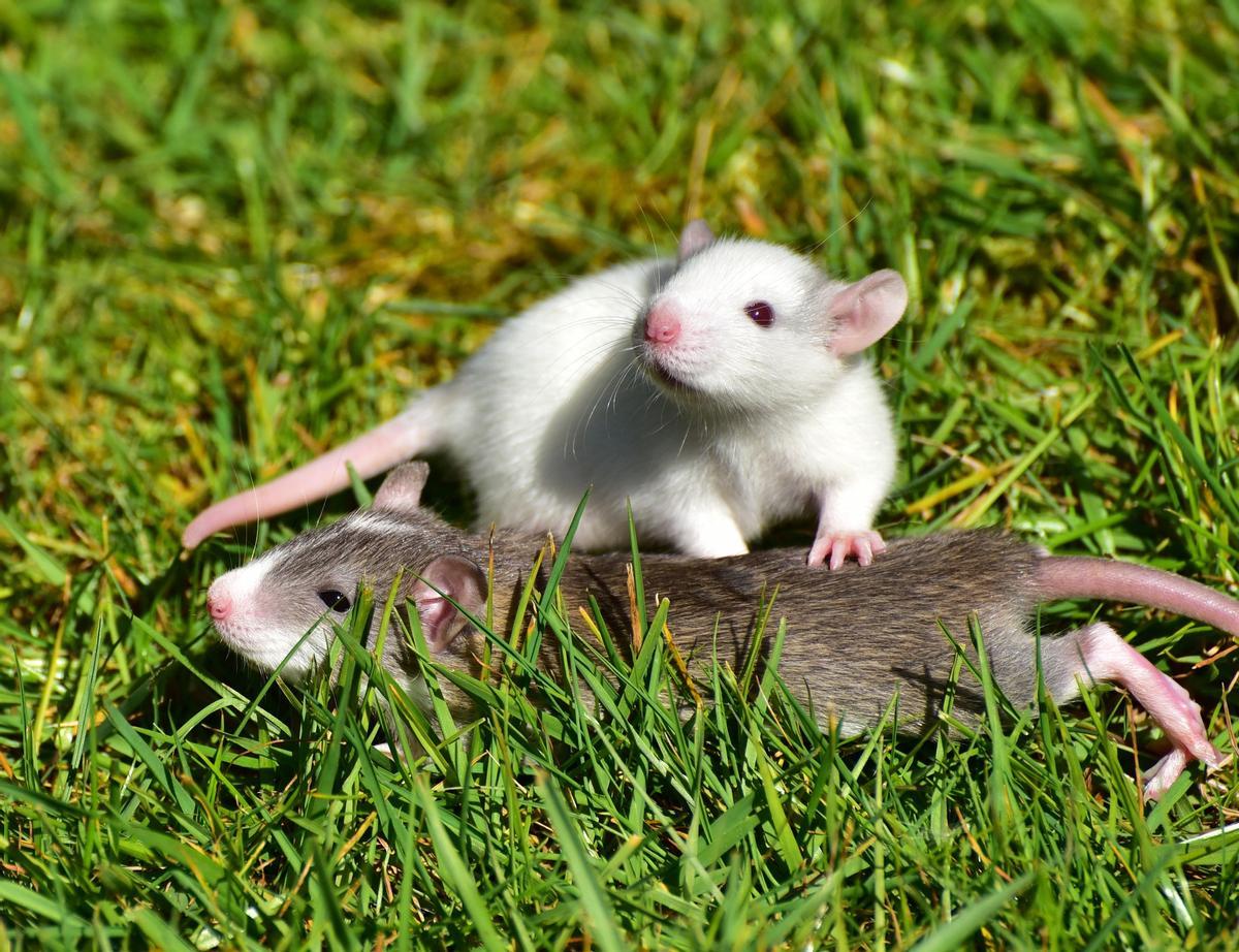 Les rats ont la capacité de contrôle.