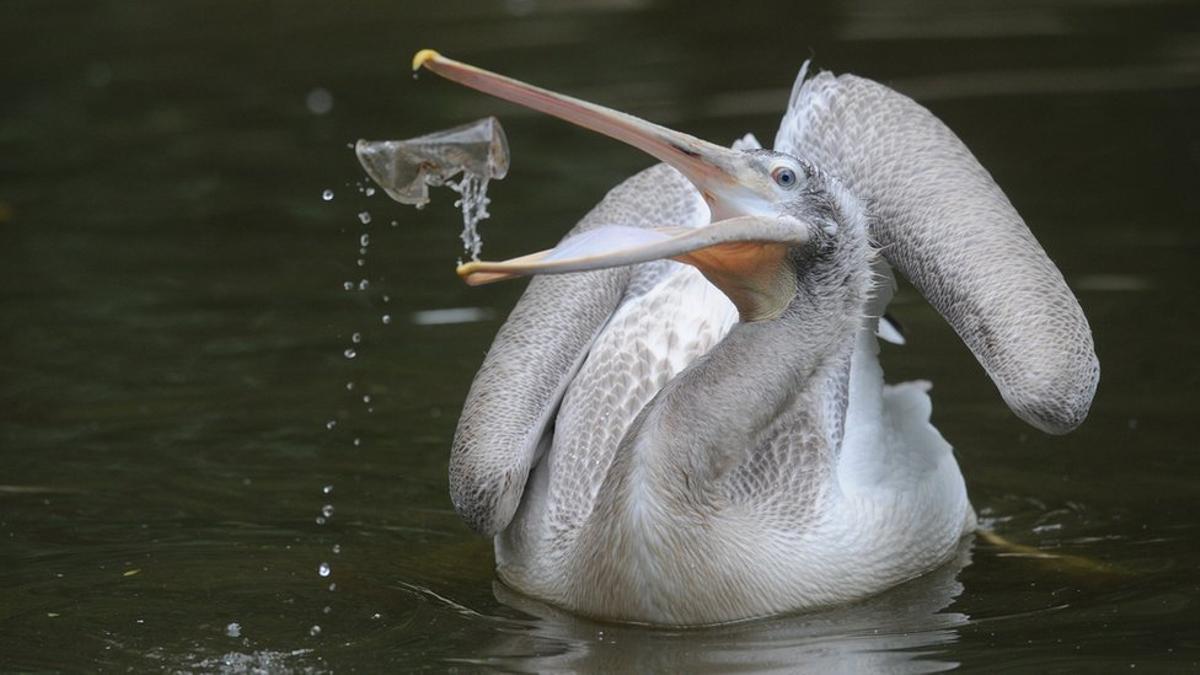 Les plastiques sont incorporés à la faune et au corps humain