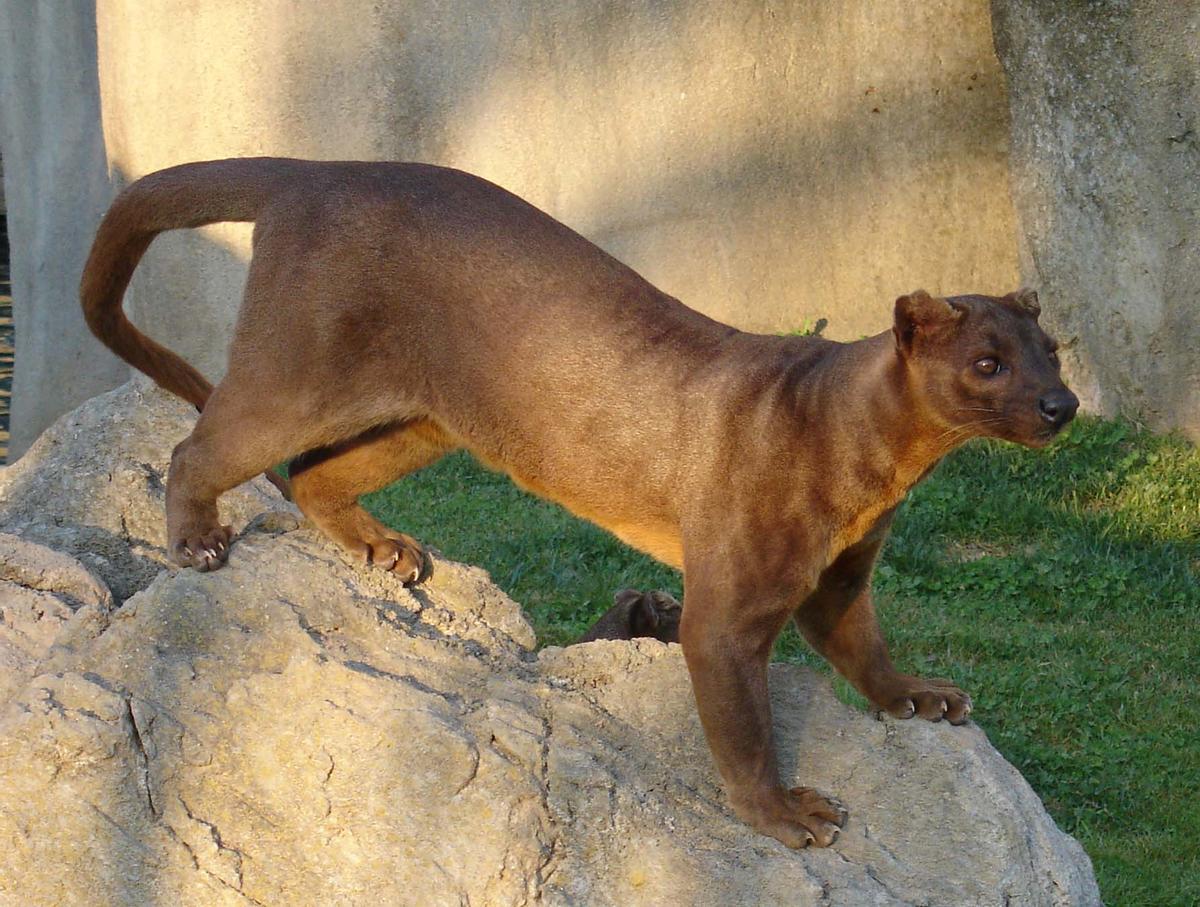 Fosa au Zoo de Valence.