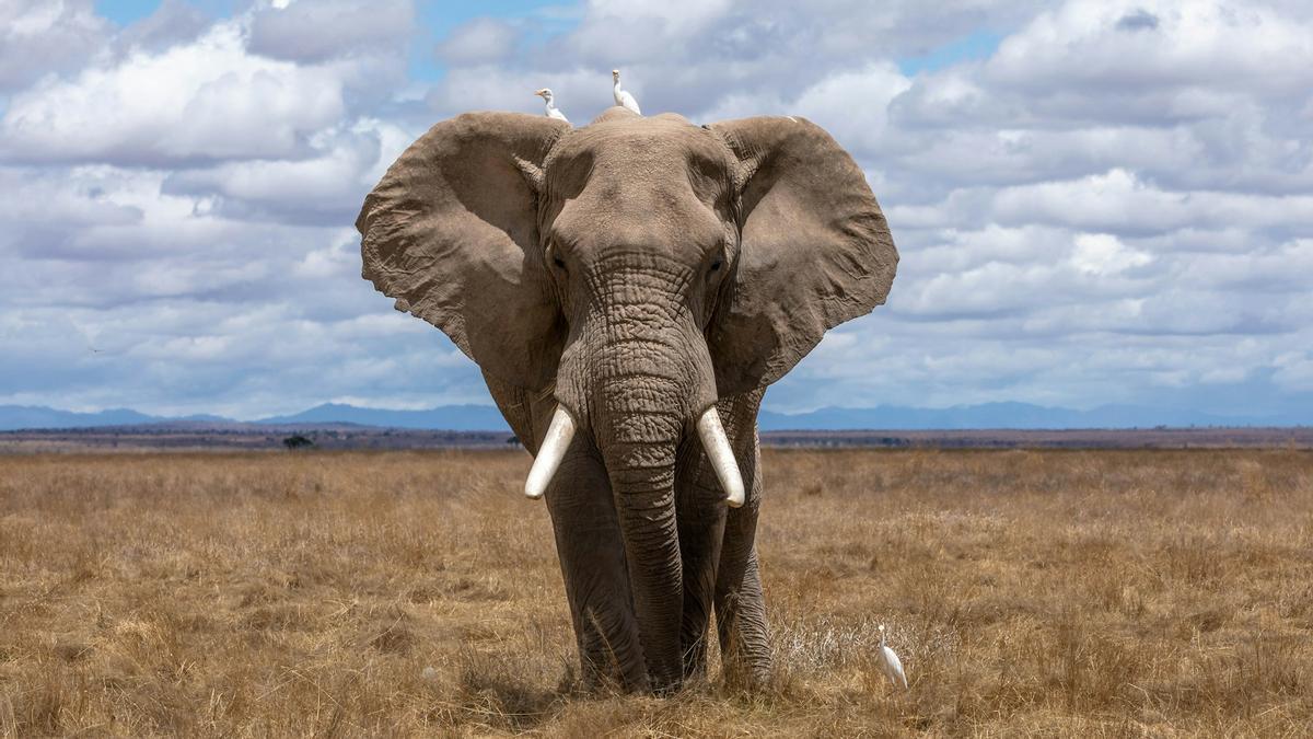 Exemple d'éléphant africain.