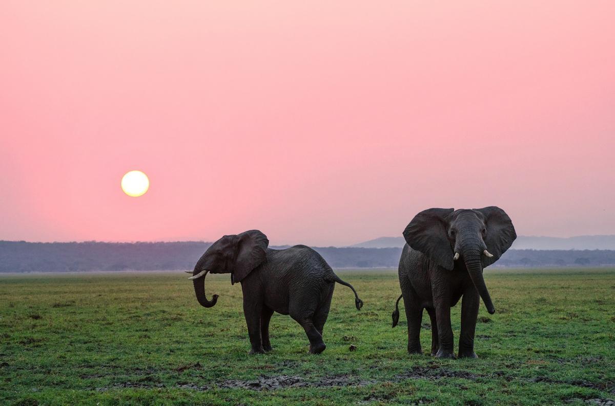 Deux éléphants à l'Anochecer.