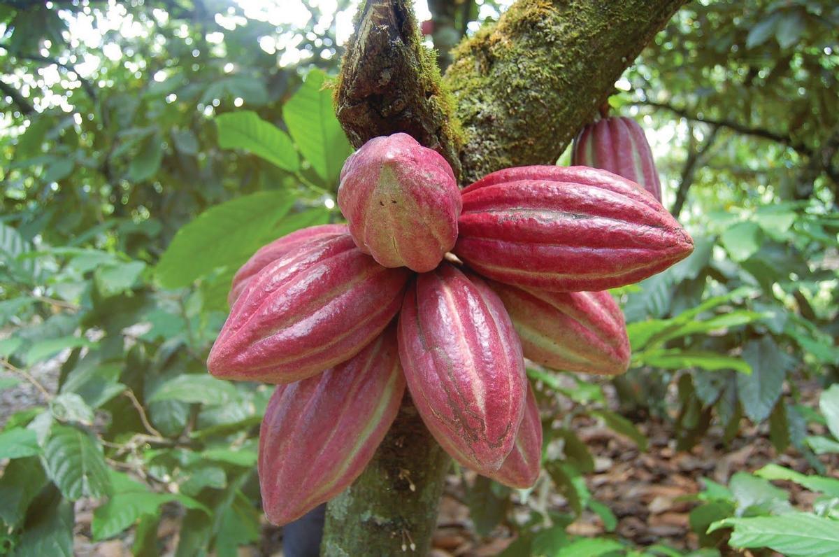 Fruits du cacao