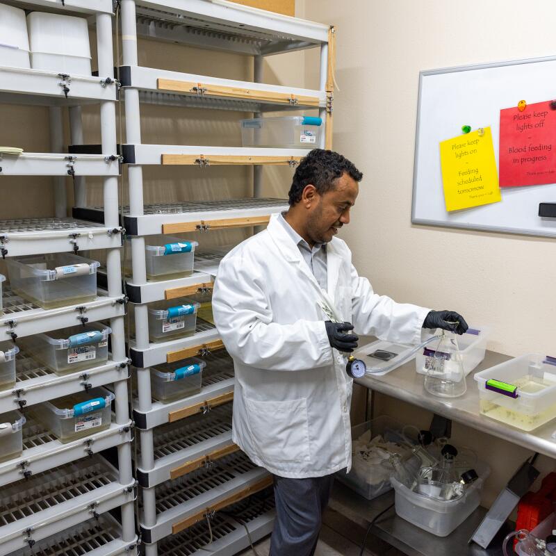 Un homme en blouse de laboratoire examine des récipients en plastique contenant des larves de moustiques dans un laboratoire.