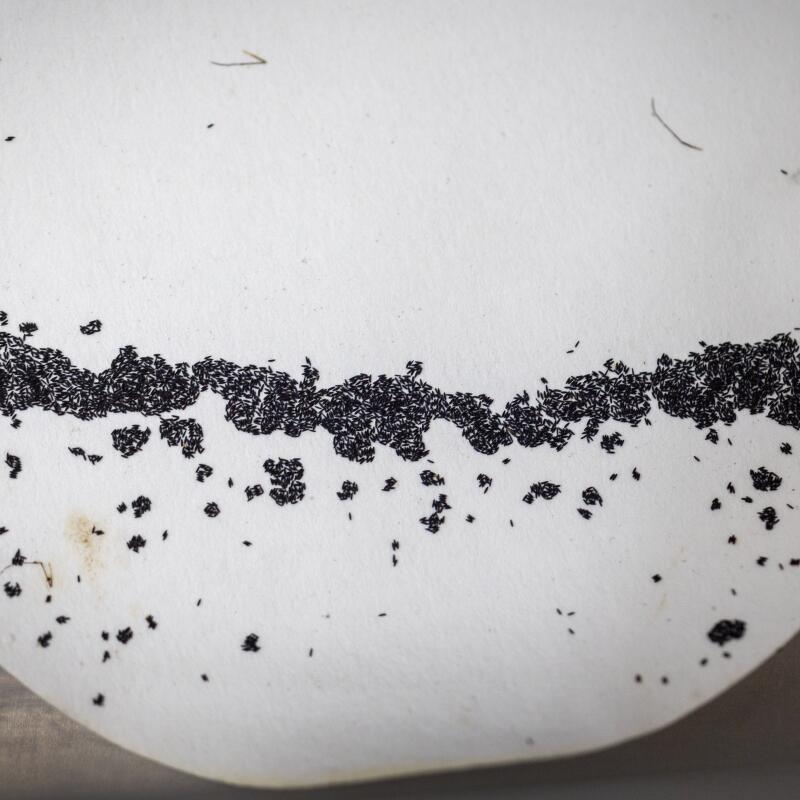Oeufs de moustiques dans un laboratoire