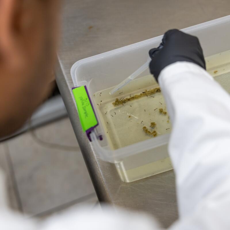 Un homme en blouse de laboratoire avec une main gantée utilise un compte-gouttes dans un récipient en plastique contenant de l'eau et des larves de moustiques. 