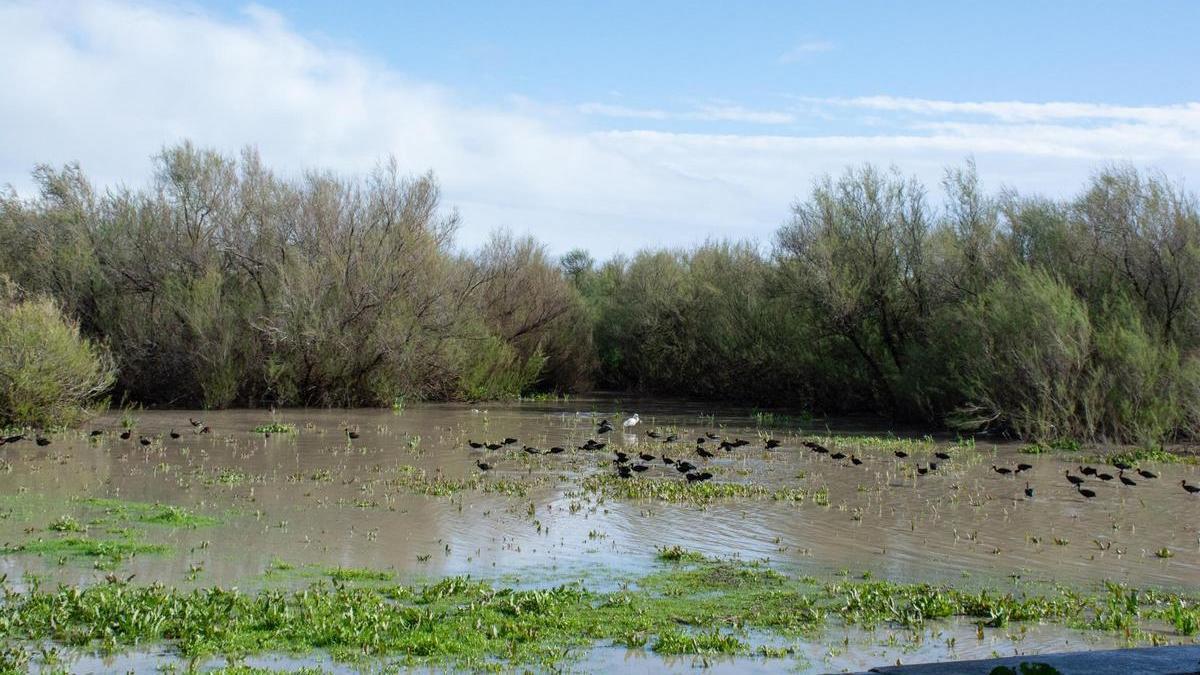 Bandadas de moritos en la marisma de Doñana, inundada tras las abundantes lluvias del mes de marzo.