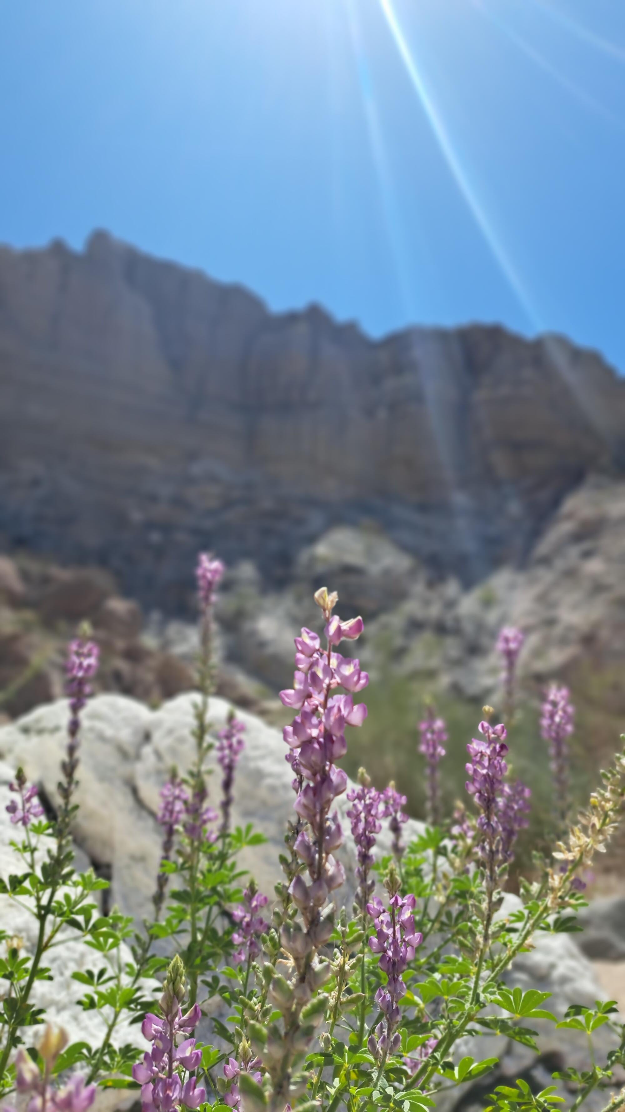 Les lupins violets fleurissent dans un paysage rocheux sous un ciel ensoleillé