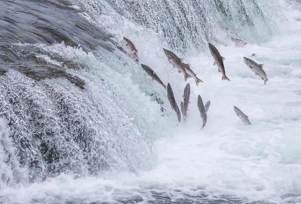 Salmones remontant un fleuve