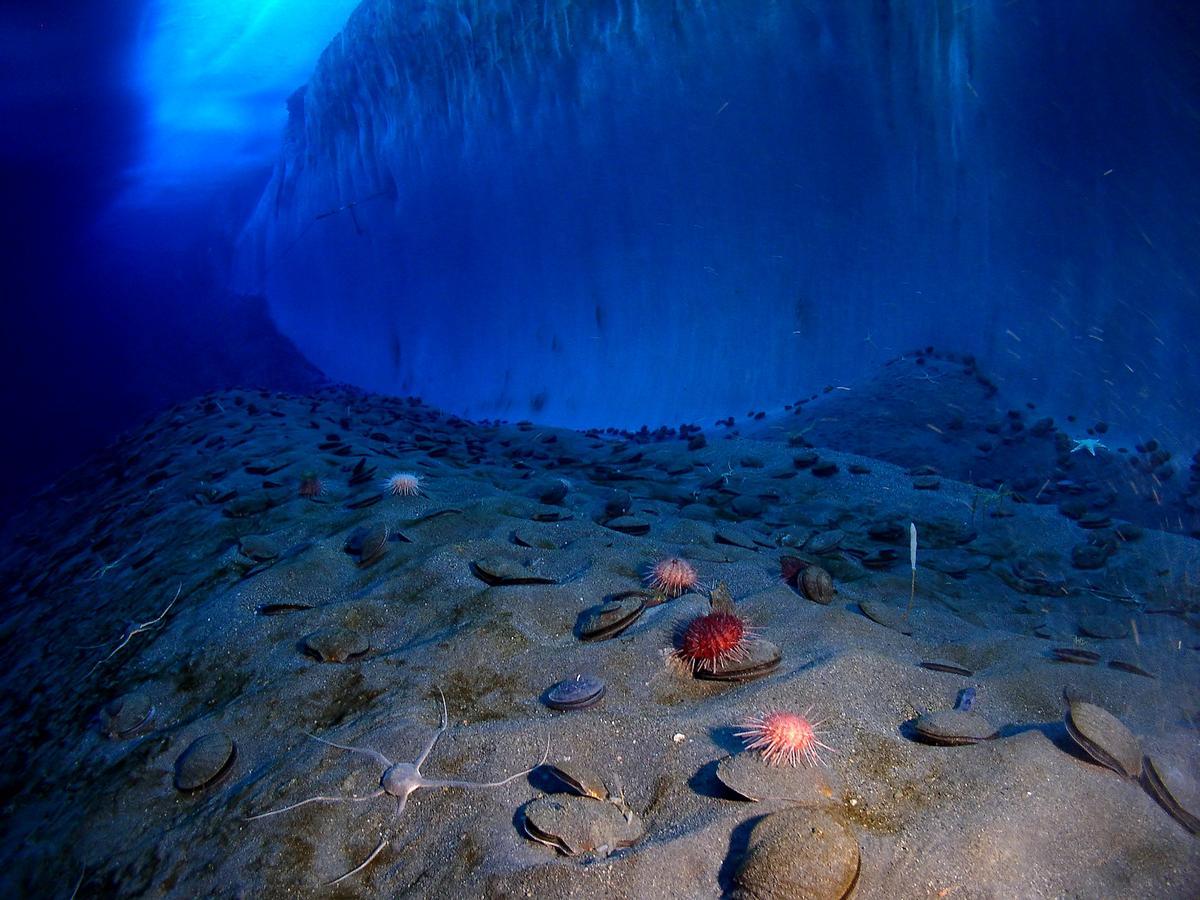 Fond marin junto à un mur de glace dans l'Océan Antarctique.