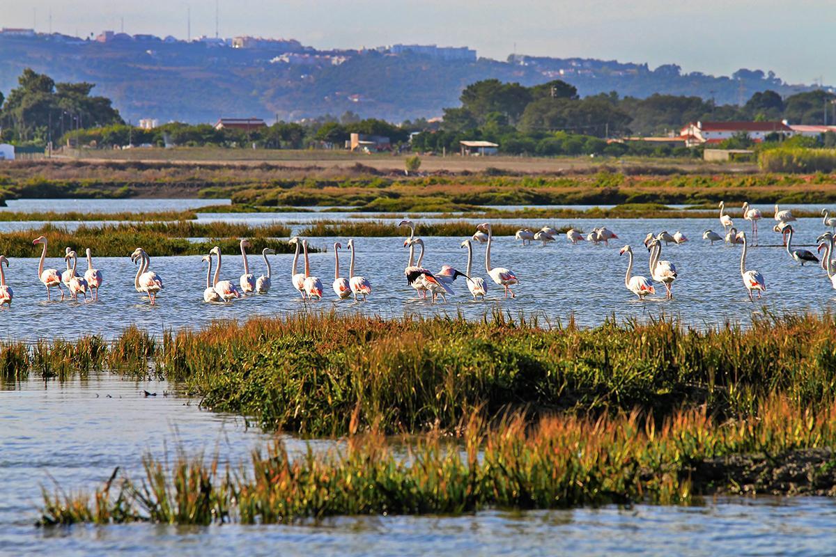 Estuaire du Tajo, au Portugal