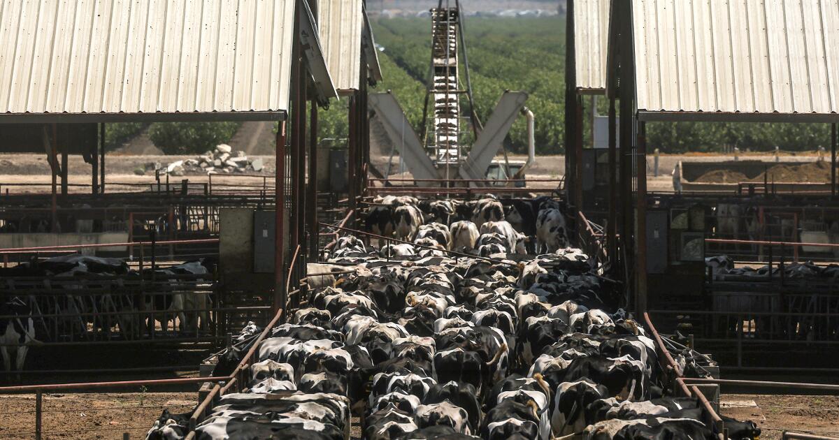 Des groupes cherchent à interdire l’élevage à grande échelle dans le comté de Sonoma