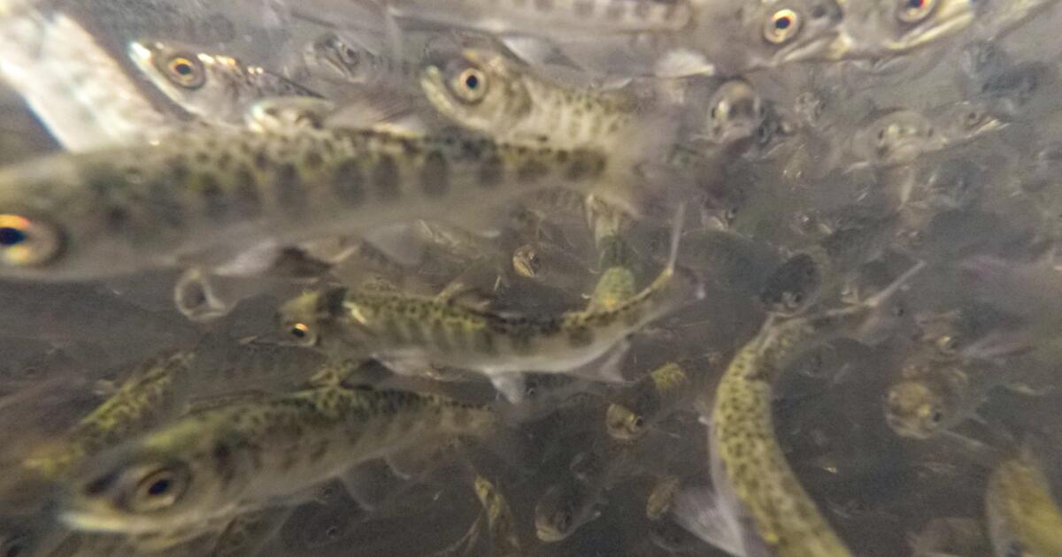 La mortalité des poissons dépasse les limites des pompes à eau de Californie