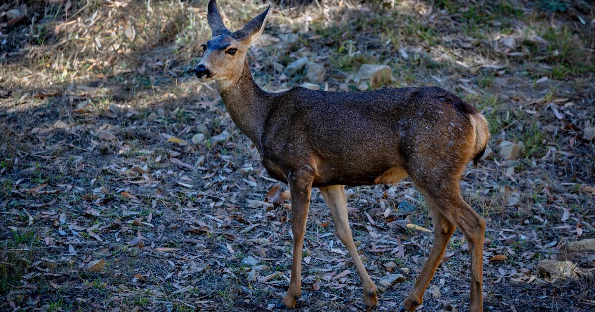 Les superviseurs de Los Angeles s'opposent à l'utilisation d'hélicoptères pour chasser le cerf de Catalina
