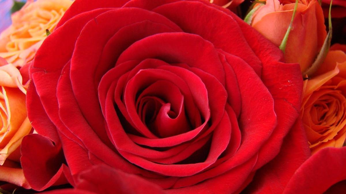 Rosa rouge