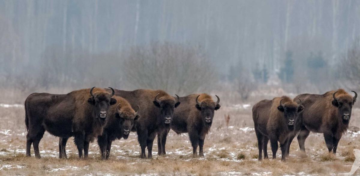 Les bisontes s'adaptent bien à beaucoup de rangs géographiques