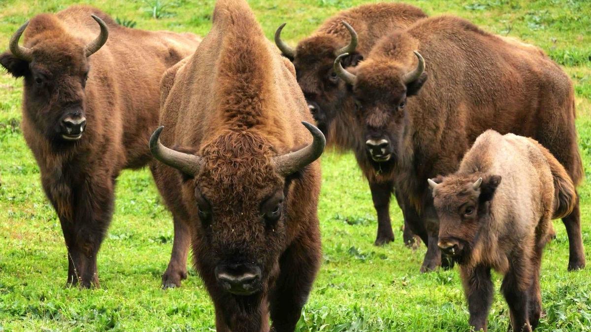 Bisonte europeo en la finca de Encinarejo, en Jaén
